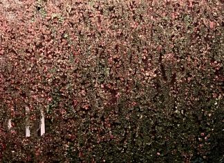 Breakables – RPM (Managua Records 2026)