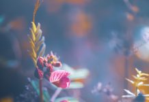 Planet Boelex – Twenty (2026)